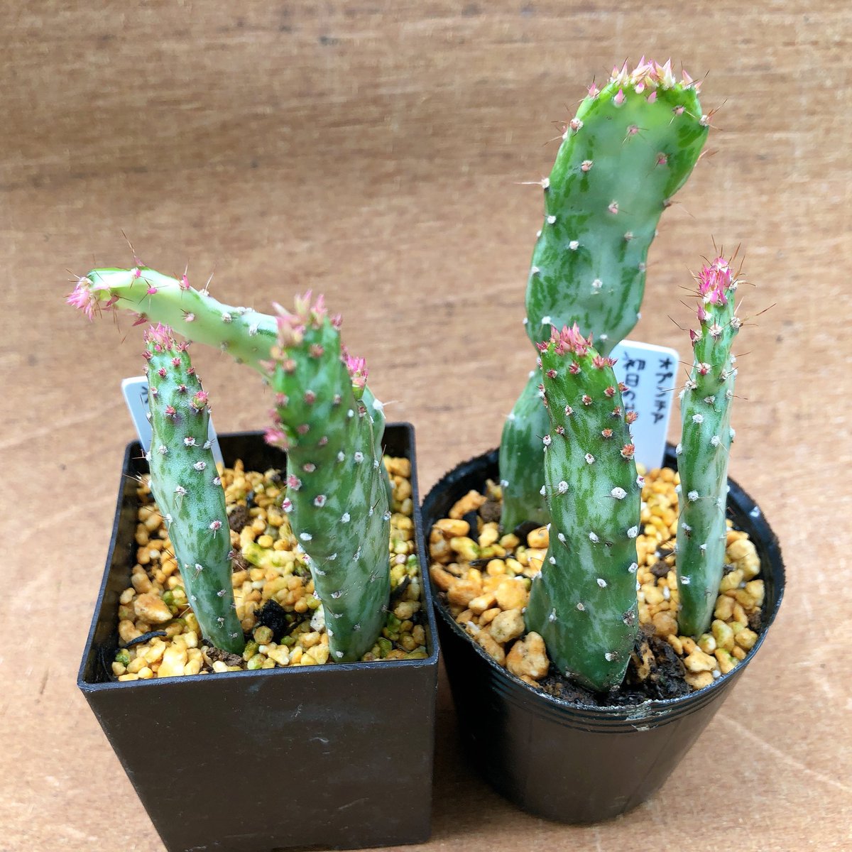 ちは 植物用 オプンチア 初日の出 今年の春購入した100均サボテン 最近急に上に伸び始めたので徒長 かとヒヤヒヤしたけど どうやら徒長ではなく普通に成長しているっぽい 斑の部分が多い個体は弱々しい感じでお辞儀をしてしまっている ちは 植物用 オプンチア 初日の出 今年の春購入した100均サボテン 最近急に上に伸び始めたので徒長 かとヒヤヒヤしたけど どうやら徒長ではなく普通に成長しているっぽい 斑の部分が多い個体は弱々しい感じでお辞儀をしてしまっている