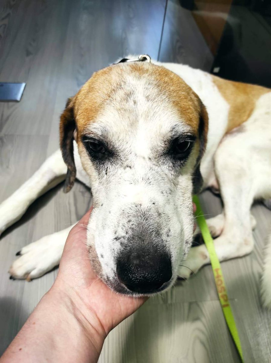 Cantileros1's tweet image. 🆘⭕🆘BLANSKY NECESITA ACOGIDA en la comunidad de Yolanda Madrid 🆘⭕🆘

❌❌Podemos pagar 150€ al mes por su acogida❌❌

Blansky no tiene una historia bonita , parece que la mala suerte le persigue.

Lo rescatamios un dia de lluvia , agotado dormia sobre el barro ,