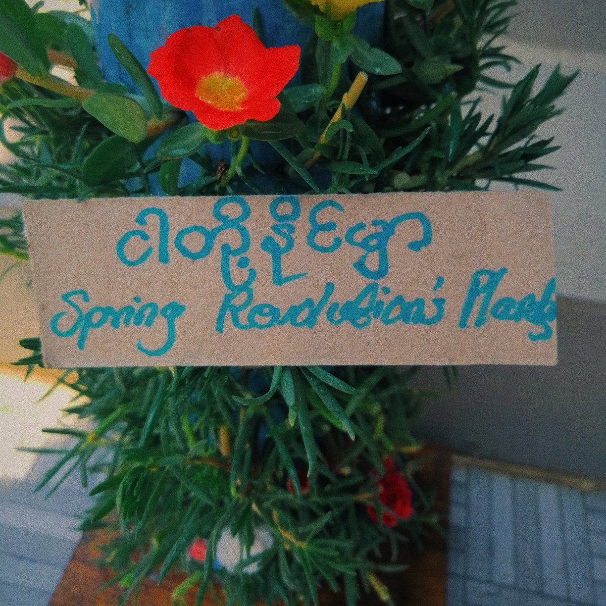 Kelvin_Maung's tweet photo. We planted flowers in honour of Fallen Martyrs in #SpringRevolution and participated in #SpringRevolutionTree campaign.

We also would like to keep our revolution spirit keep going, and to keep the Environment Green in the progress. 

#WhatsHappeningInMyanmar #June7Coup https://t.co/ysOVkl2LPe