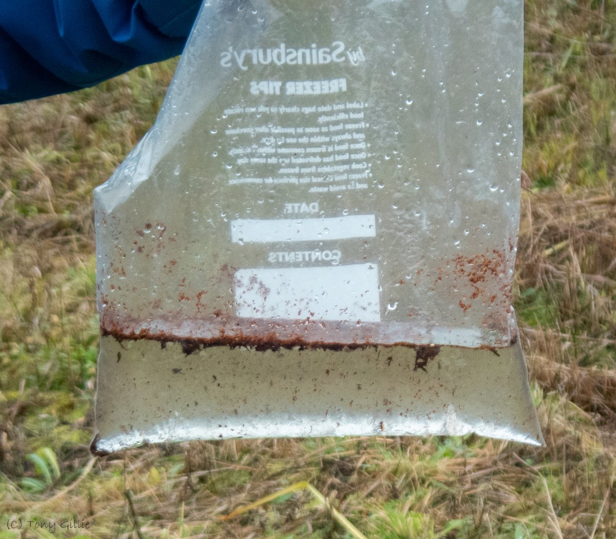 friendlyevalley's tweet photo. Success!
We spotted these Grass-of-Parnassus (Parnassia palustris) rosettes in the fen last week. Rare in Oxon and Vulnerable on #EnglandRedList.
Over the last 2 years, we've been spreading seed (using this hi-tech small hole in plastic bag + water + seed technique). It works! https://t.co/YSVn3tiIzf
