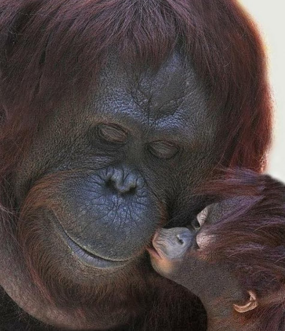 #MondayThoughts

That wonderful feeling you get inside when your child kisses you 💖.