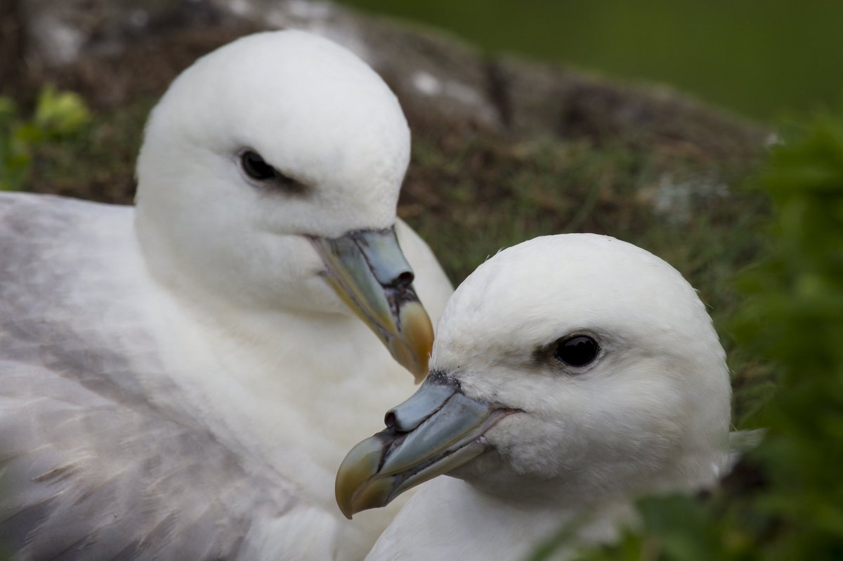 Some photos from last weekend’s foggy Isle Of May trip <a href="/BBCSpringwatch/">BBC Springwatch</a> <a href="/SteelySeabirder/">David Steel</a>