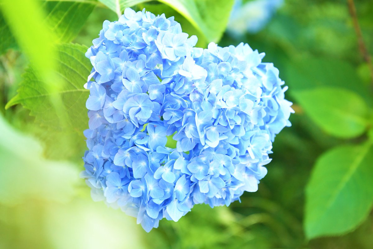 いこまタケ 長弓寺の色とりどりのあじさいが 毎日新聞 Mainichinara でも紹介されタケ 見頃は 7月初旬まで 近くを散歩するときなどに 立ち寄ってみてはいかがタケ 生駒市 あじさい フォトスポット 長弓寺 寺 おさんぽ 梅雨 地域情報