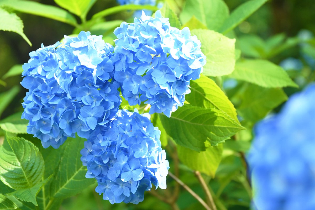 いこまタケ 長弓寺の色とりどりのあじさいが 毎日新聞 Mainichinara でも紹介されタケ 見頃は 7月初旬まで 近くを散歩するときなどに 立ち寄ってみてはいかがタケ 生駒市 あじさい フォトスポット 長弓寺 寺 おさんぽ 梅雨 地域情報