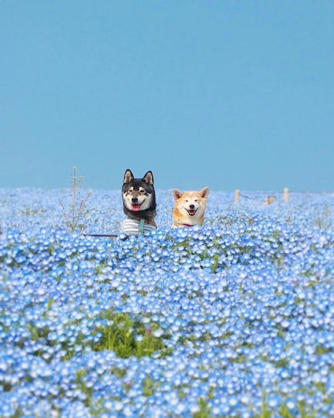 柴犬兄妹的幸福生活
