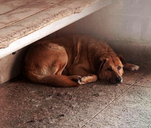 SosAbuelos1's tweet photo. #KALEM (ABUELITO) ORENSE
Han atacado a Kalem en la perrera. Está cojo y herido.
Está muy asustado, tiene miedo de que le vuelvan a hacer daño.
Este bonachón necesita una familia.
No sabe lo que es comer a diario, lo que es una caricia...
Ayudadnos a difundirlo

WhatsApp 605193137 https://t.co/GZELNNlKlj