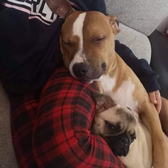 life4pitbulls's tweet image. 😍 JAMAAL, tiene 10 meses y aparte de precioso es super cariñoso, sociable con todo tipo de perros🐶 y con gatos🐱, ideal con niños.... un perro 10 🔝
Por causas totalmente ajenas a él tiene q salir de su actual hogar, así q buscamos una familia que le dé mucho amor!♥️
#Adopta