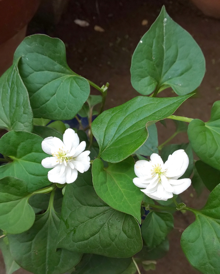 yataritomoko's tweet photo. この花分かりますか!!♪………………八重咲のドクダミです。昨年友人に頂きました。爽やかですね。🙂 https://t.co/c4QVDFWWi5