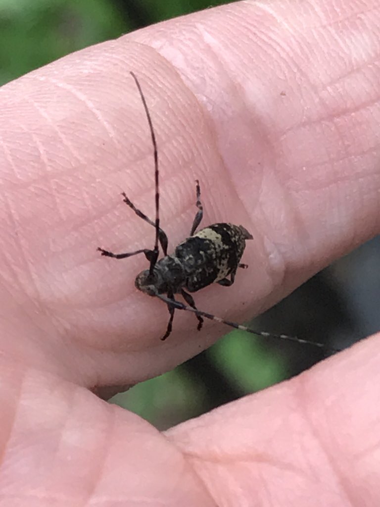 Black Clouded longhorn beetle at #TelegraphHillPark. One of two very similar longhorns Leiopus nebulous agg. Thanks to @BritishBugs for ID.  (Not Mesosa nebulosa as posted last night)
#LonghornBeetle #SaproxylicInsects @NLonghornRS 
#Leiopus
#lamiinae #cerambycidae