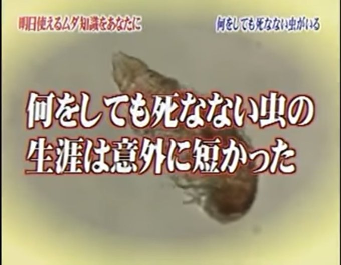 クマムシのtwitterイラスト検索結果