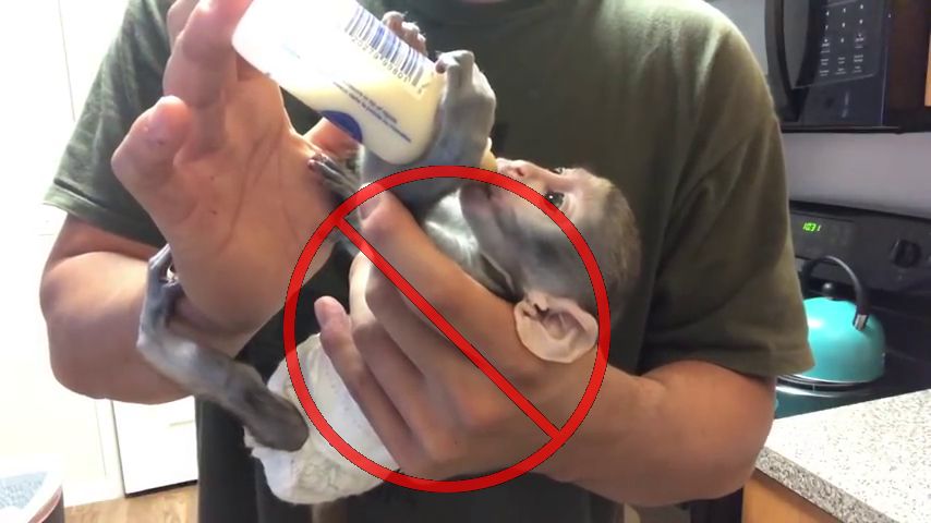 Long-tailed macaque being treated like human baby in private home in the US.