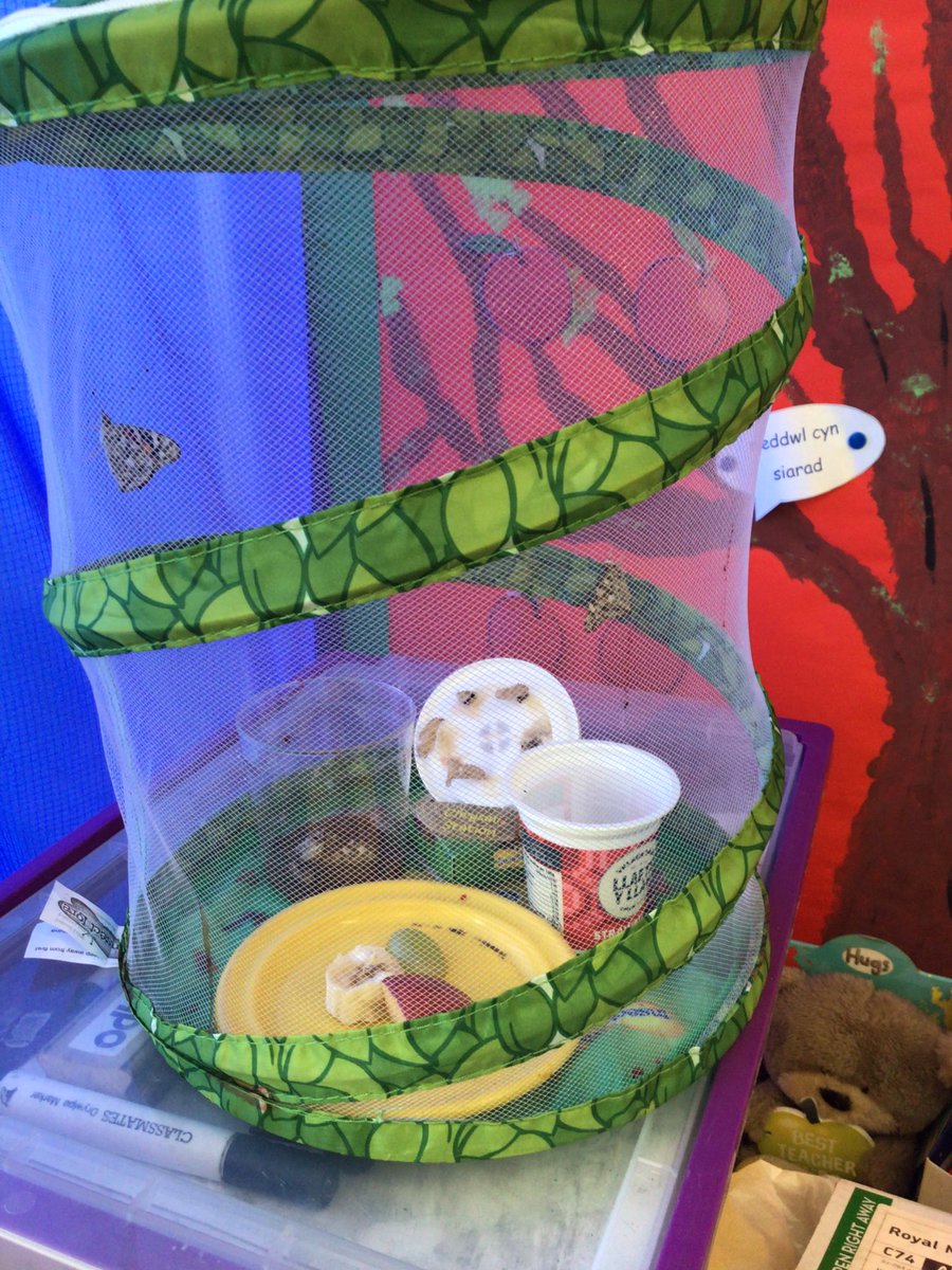 BabLlanfair's tweet photo. Bora cyffroes iawn yn nosbarth mor ladron heddiw 🐛🦋
Exciting morning in mor lardons classroom today 🐛🦋 https://t.co/9A4xcLmVLW