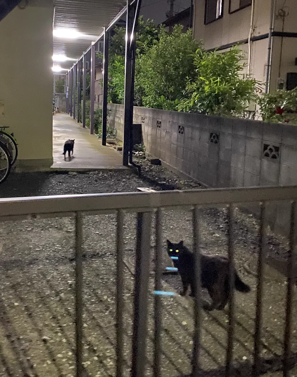 何かを送信しているようにしか見えない！wwwとある猫の写真が話題に！
