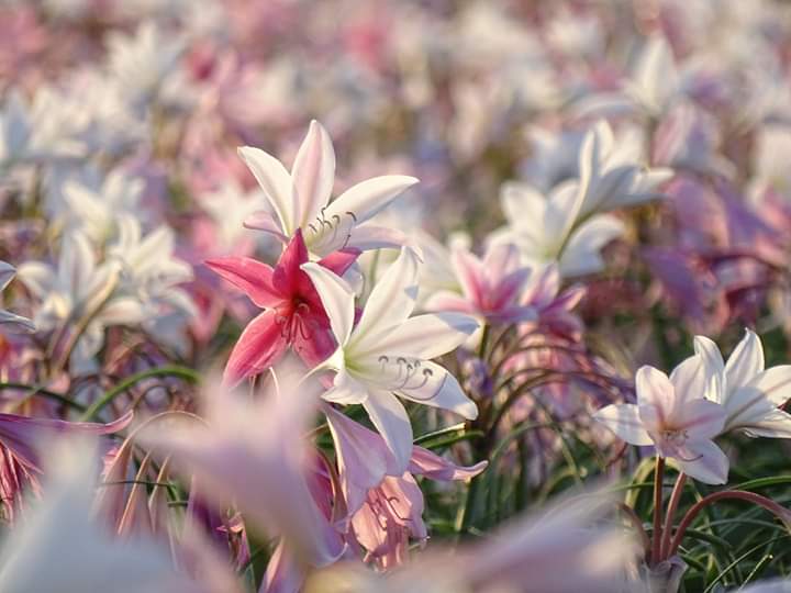 @SobAlert tweet media