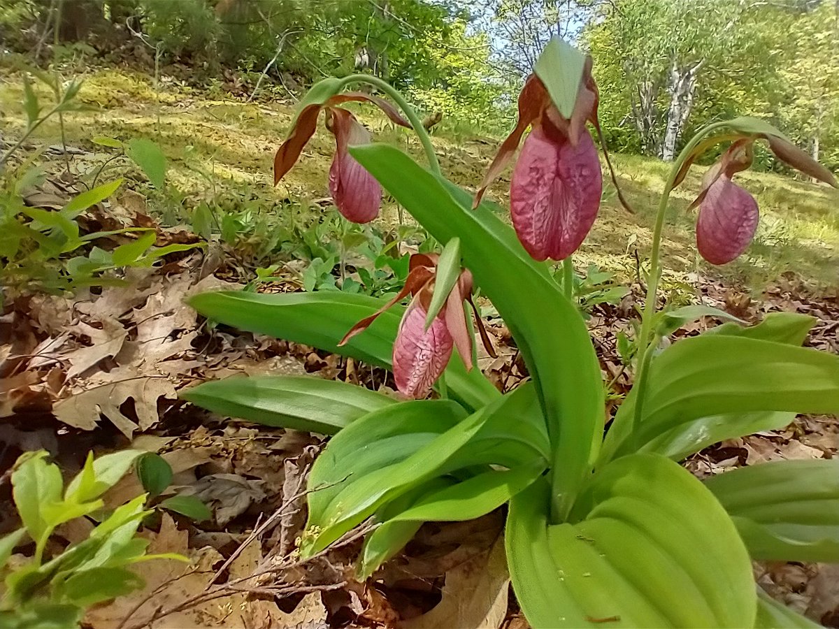 Simbotic's tweet image. Lady's Slippers.