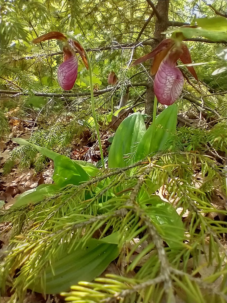 Simbotic's tweet image. Lady's Slippers.
