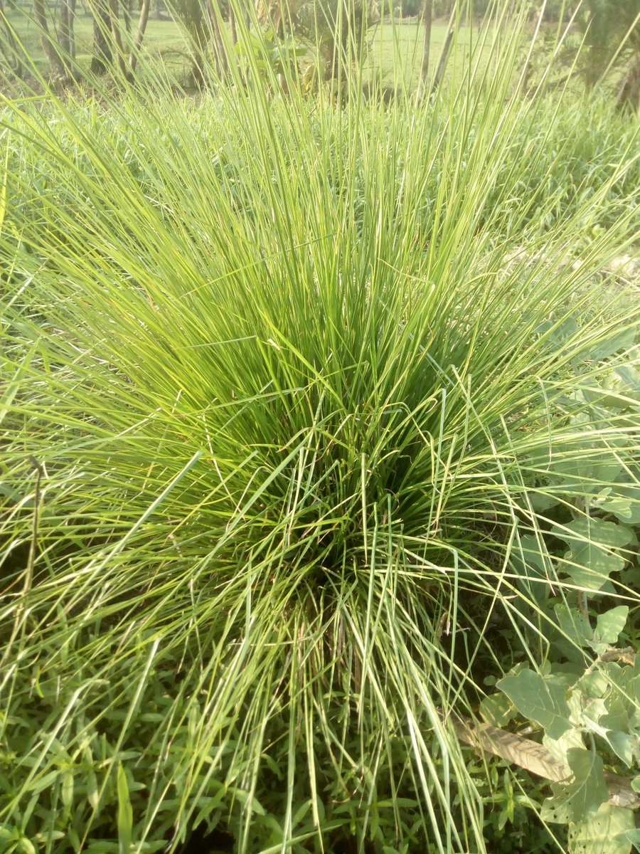 youtu.be/u9vRsXZ5kqc 
Vetiver grass in sundarban.