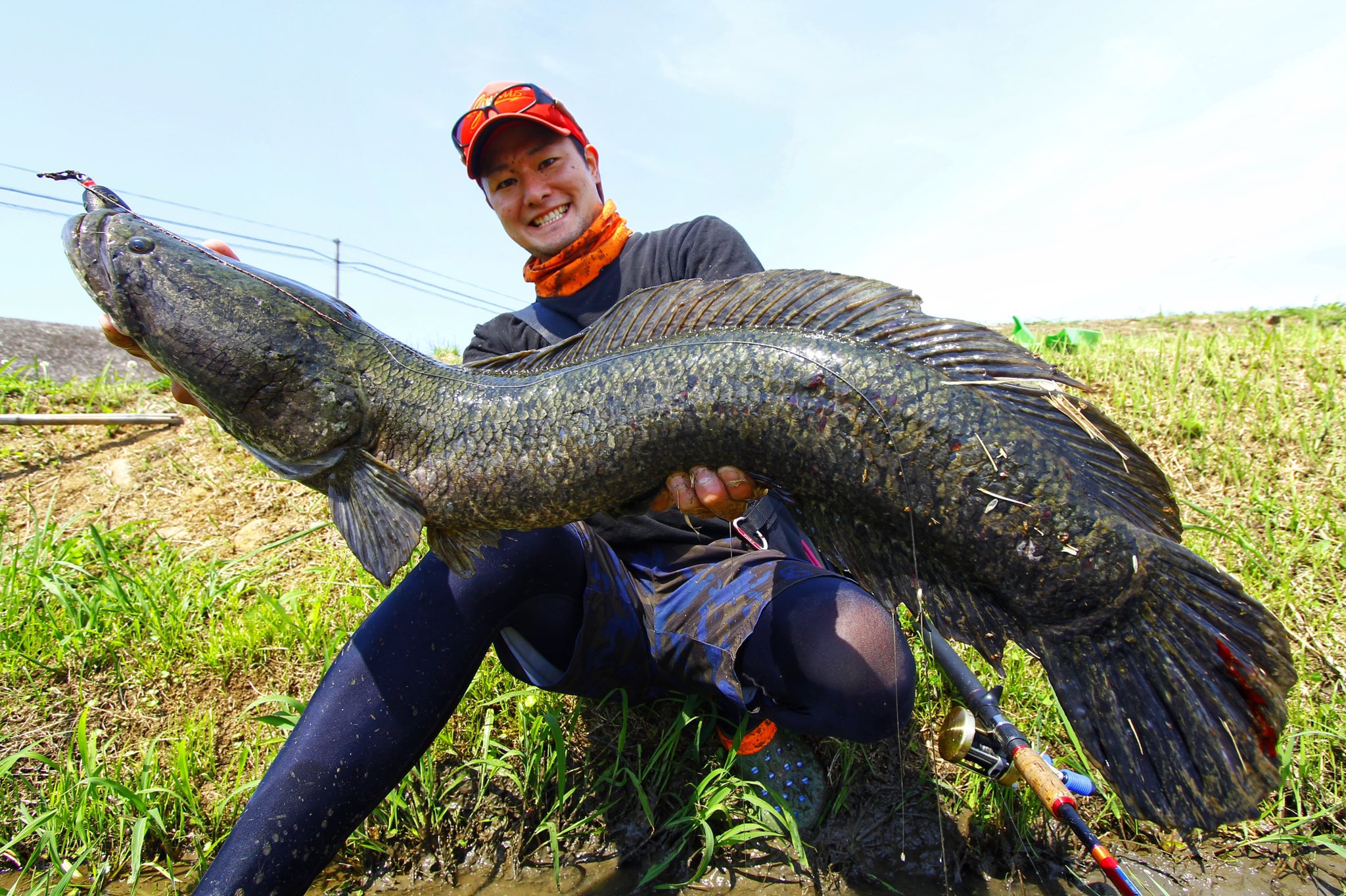 即発送可能 雷魚用フロッグ ロデオクラフトボンバー8個【廃番品