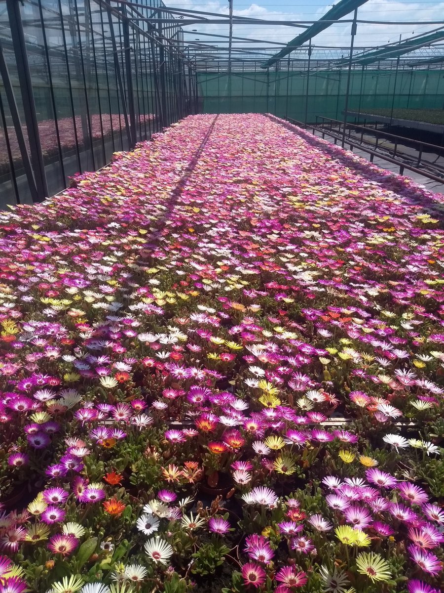JongPlant's tweet photo. Dorotheanthus mix, nu te koop via @Floridayio  en @Plantion https://t.co/ZiwKi5NhSJ