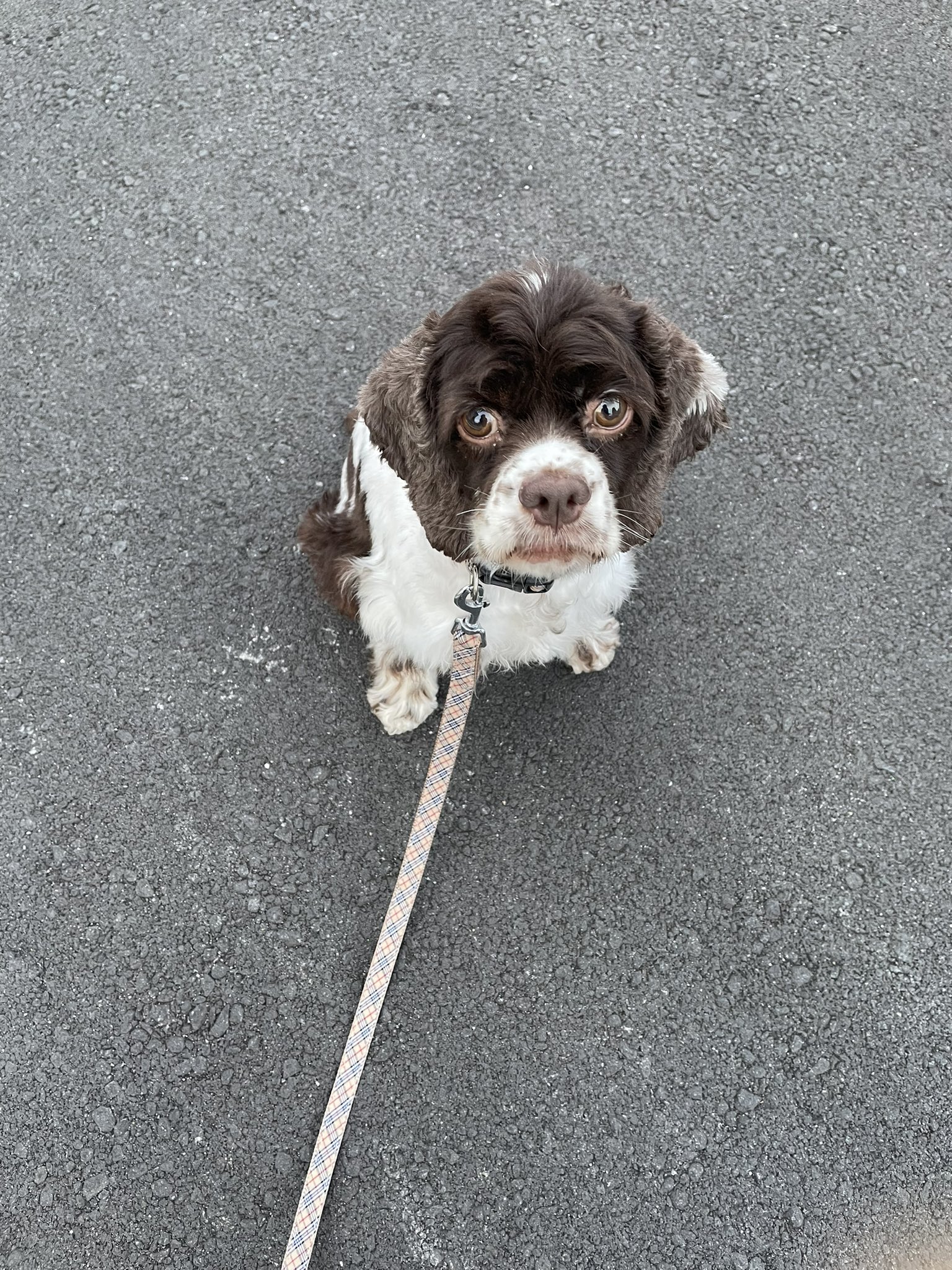 お散歩嫌い Twitter Search Twitter