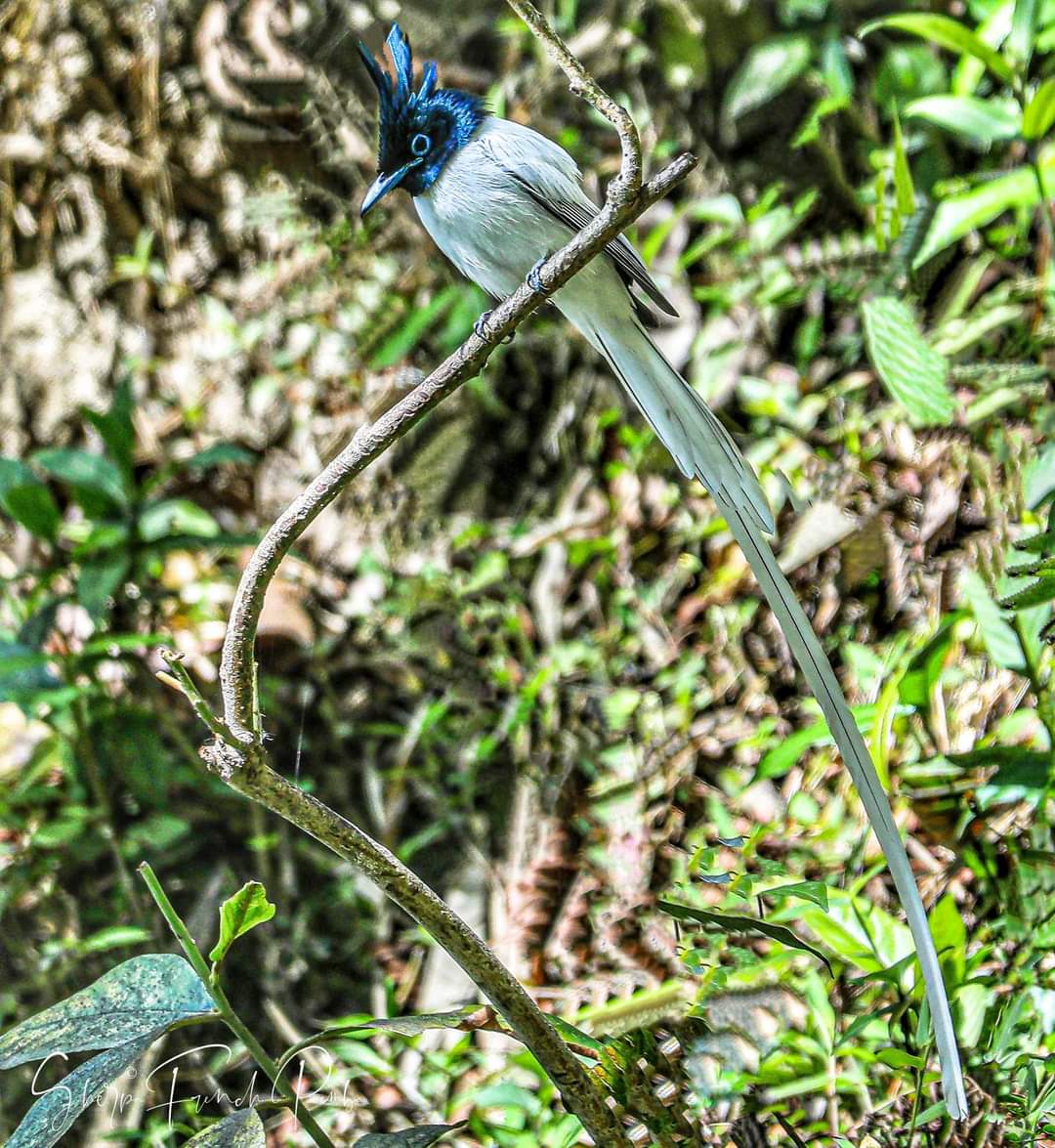 ForesterSujita's tweet photo. My favourite bird ; Asian Paradise flycatcher was clicked at Kathmandu by Sherpa French Pemba!! 😍😍😍😍
#Avifauna #Nepal https://t.co/Imh5CspS4c