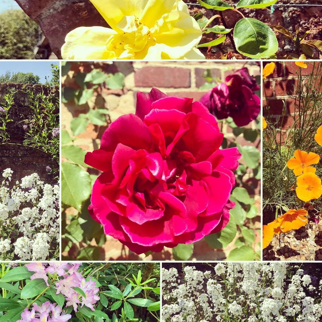 All the pretty flowers 🌺 #mondaymotivation #hellosummer #june #sunshine #flowers #hotelgrounds ✨