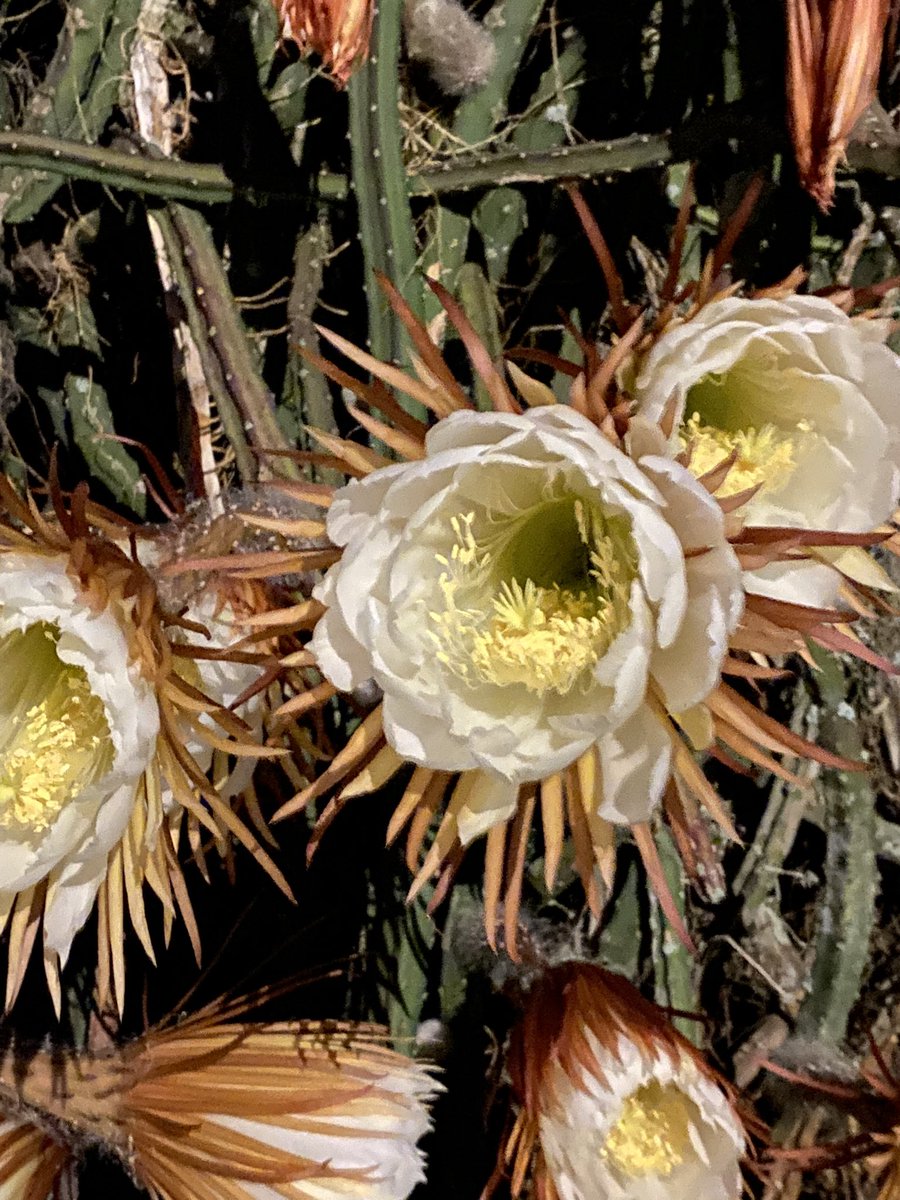 Night blooming cereus in <a href="/stpete/">stpete</a>. She is the queen of the night
