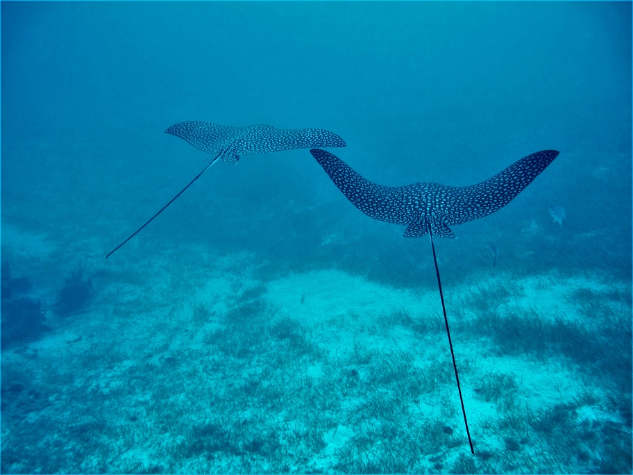 SAERI_FI's tweet photo. In #WorldsOceansWeek let’s celebrate collaboration! By working with @TCIG_Press &amp; partners on developing tools for Marine Spatial Planning in the Turks and Caicos Islands we hope to provide the science for decisions on sustainable use of our precious oceans🌊#MSP_TCI #OceanDecade https://t.co/IgZhQntAb7
