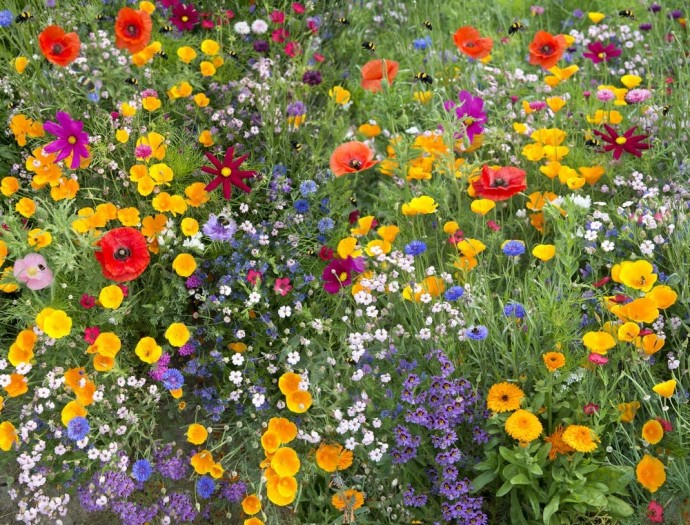 SustainableCT's tweet photo. Community Match Fund Spotlight:

In honor of Litchfield resident, John Post, the Town has decided to convert the turf grass surrounding the Litchfield High School solar panels into a pollinator habitat.

Visit https://t.co/tsMnx1rdRF' to donate and learn more!

@Patronicity https://t.co/4kLfQgjADl
