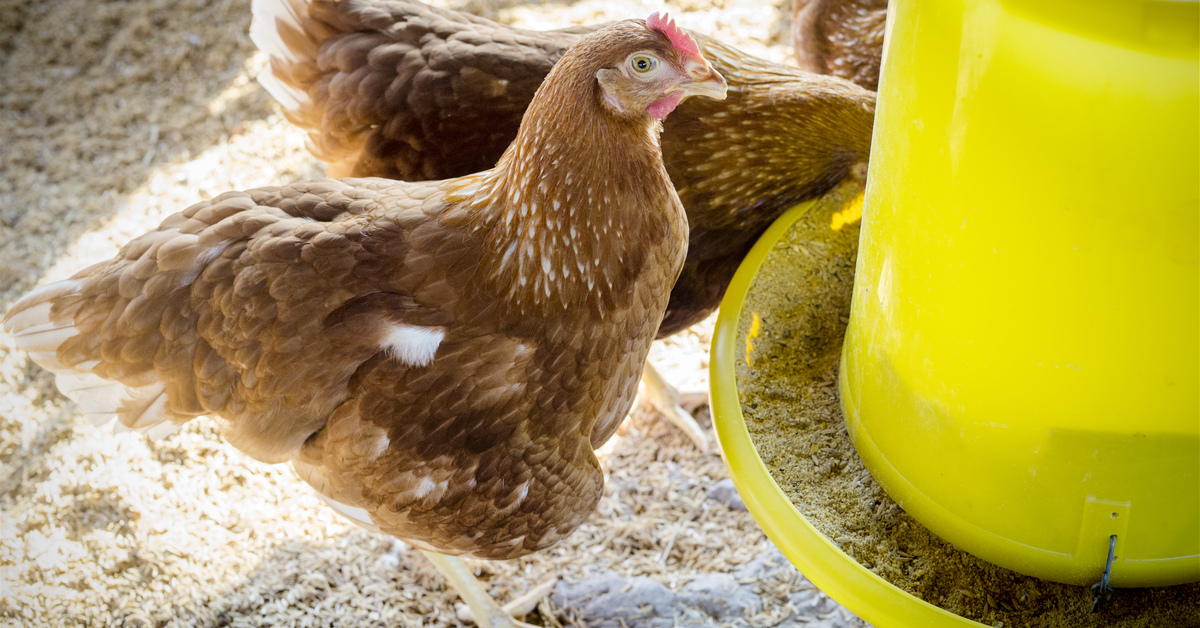 Alltech's tweet photo. Illness caused by Salmonella often gets attributed to food preparation and other factors, but poultry producers and backyard flock owners can help reduce consumer risk through sound management practices.

👉 https://t.co/Hd3bm68bRn

#WorldFoodSafetyDay https://t.co/KD7suS3tMX