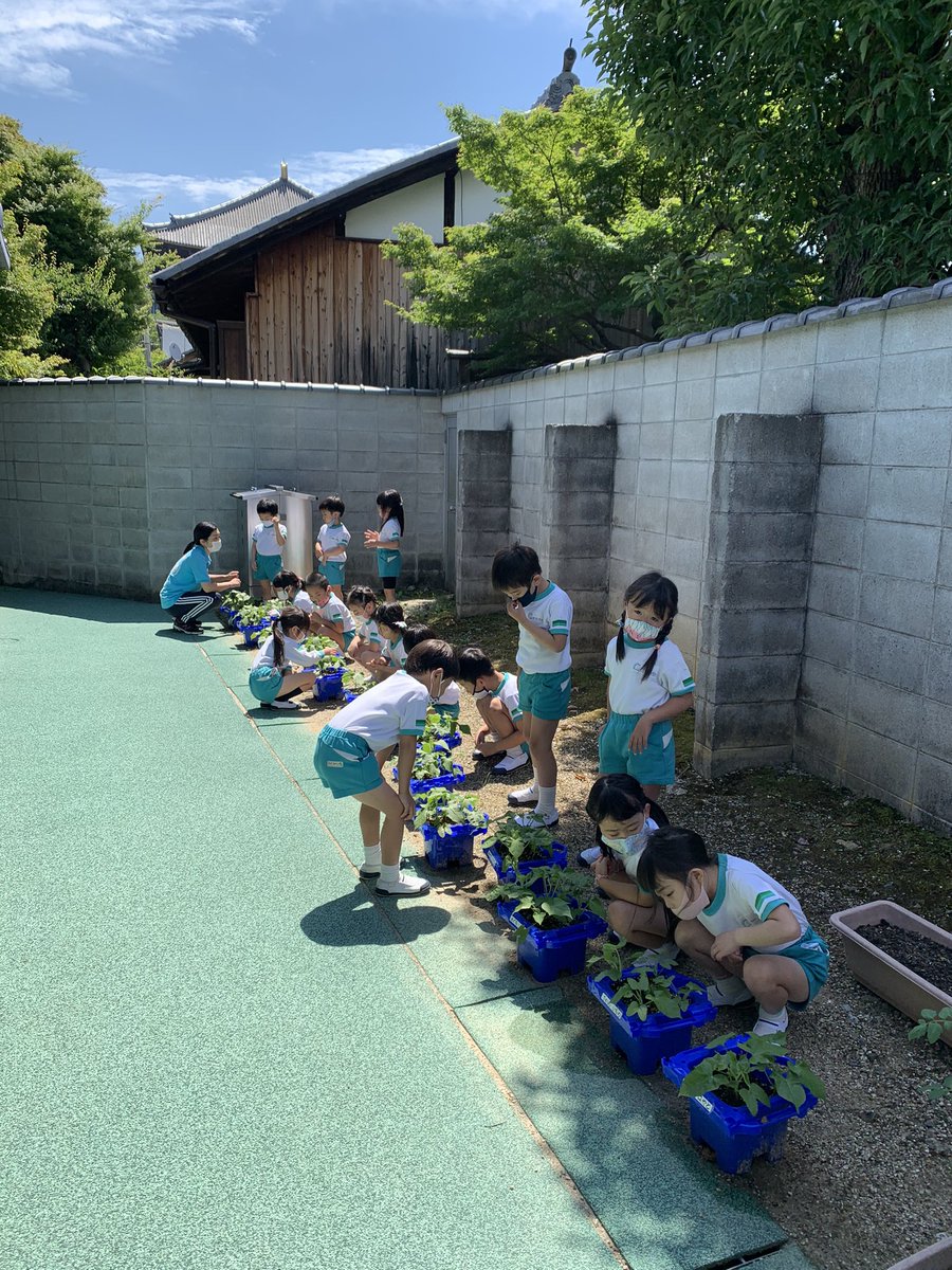 東大寺学園幼稚園 アサガオの間引き 追肥 支柱を立てました 紫組 東大寺学園幼稚園 アサガオの間引き 追肥 支柱を立てました 紫組