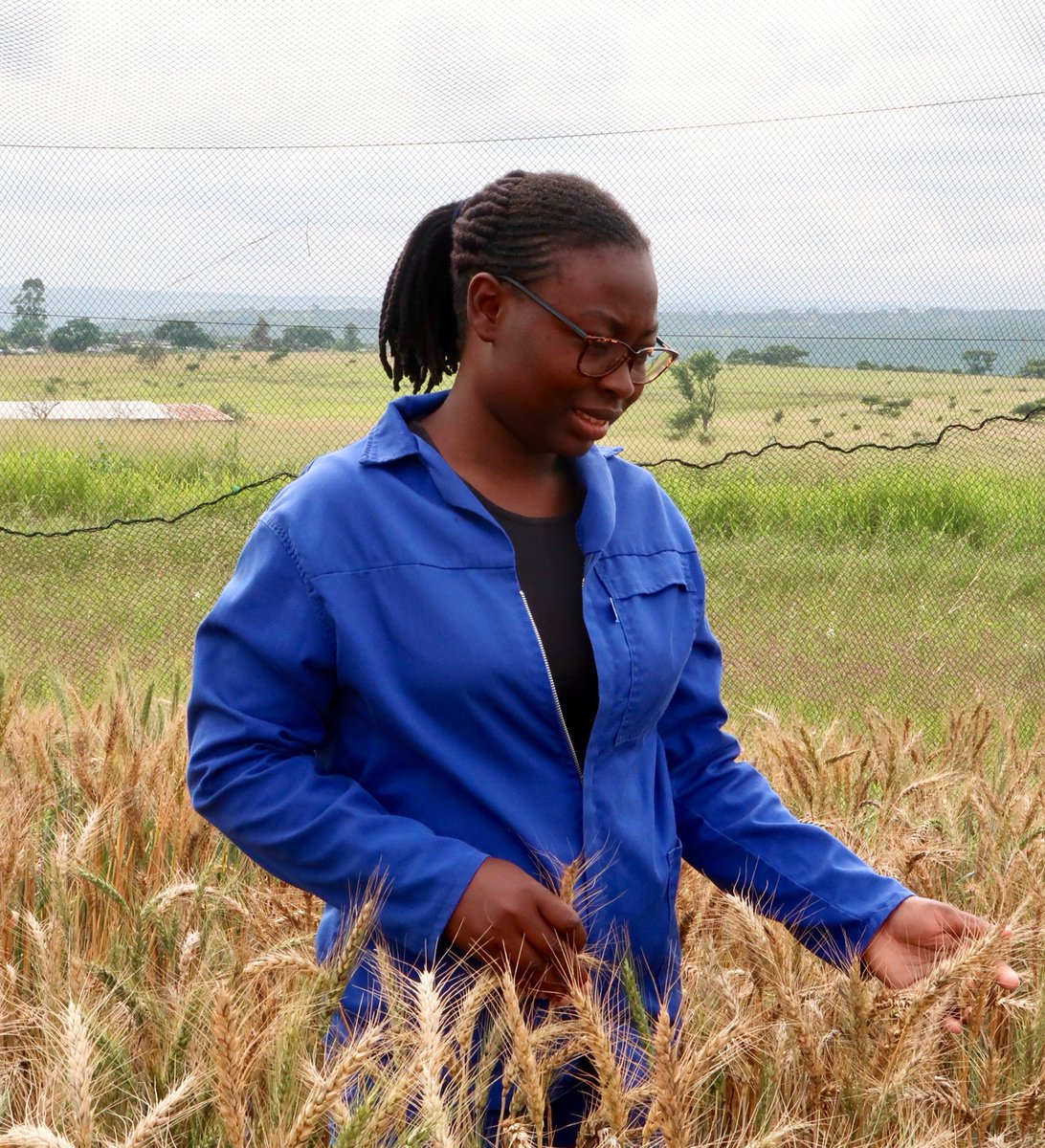 Congratulations Boluwatife OlaOlorun for her article published in Journal of Agronomy and Crop Science. The article examined variability and selection among mutant families of wheat for biomass allocation, yield and yield-related traits. doi.org/10.1111/jac.12…