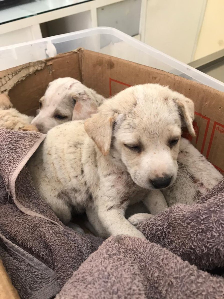 bijiktumbar's tweet photo. 🙏🏻 HELP RT 🙏🏻

Sepupu pacarku nemu 4 puppies dibuang di daerah Bali. Tolong bantu share ya, siapa tau ada adopter yg mau. https://t.co/IxlMBVslWd