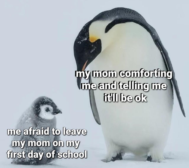 WholesomeMeme's tweet photo. https://t.co/yL8JL2LF7P