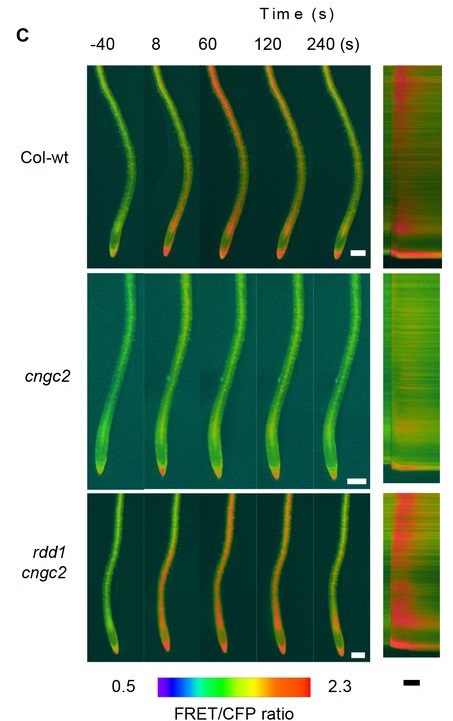 preLights's tweet photo. This preLight is now updated with author comments from @qwertess!
Defend to Live: CNGC2 forms a feedback loop between auxin biosynthesis and signaling to balance plant growth and immunity! By @pavi_narayanan #Auxin #Calcium #CNGC
https://t.co/HP1R4BXsrI https://t.co/w2qGeqfoeC
