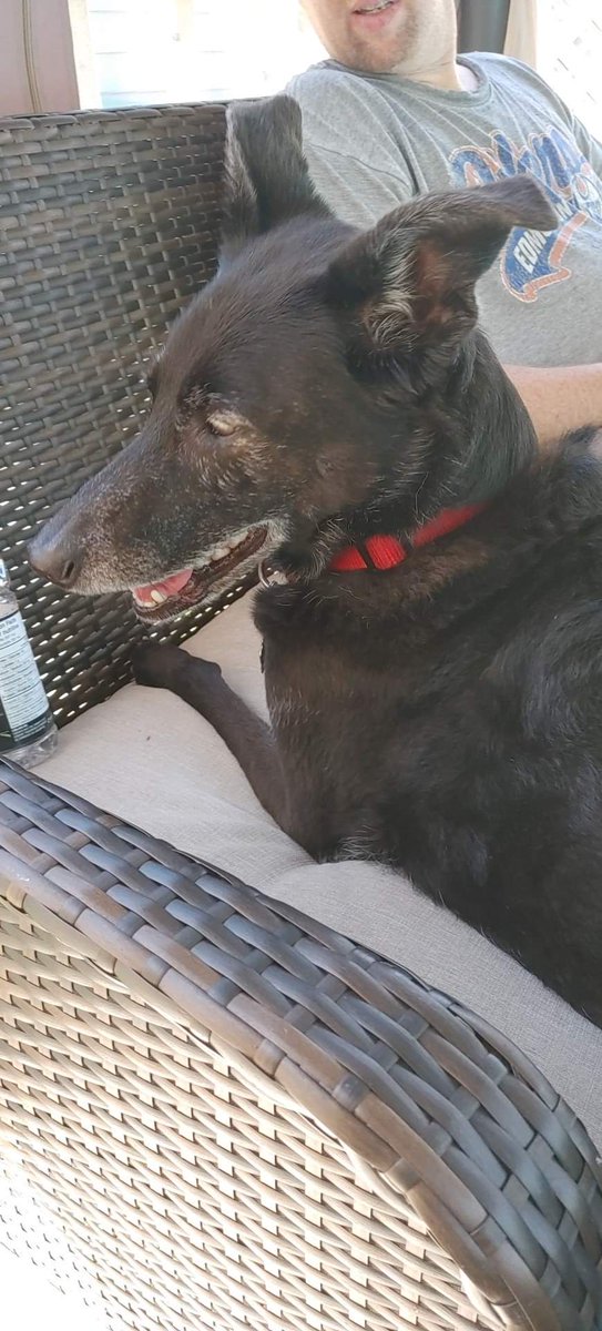 C_OFlaherty's tweet photo. @JoeDeLuca Pool day with Dega!! https://t.co/LarzQALgnj