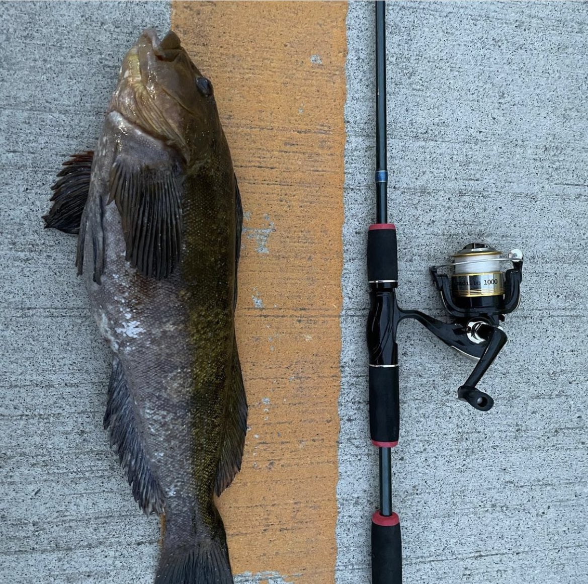 みんなの ロッド 刺身 口コミ 評判 食べたいランチ 夜ごはんがきっと見つかる ナウティスイーツ みんなの ロッド 刺身 口コミ 評判 食べたいランチ 夜ごはんがきっと見つかる ナウティスイーツ