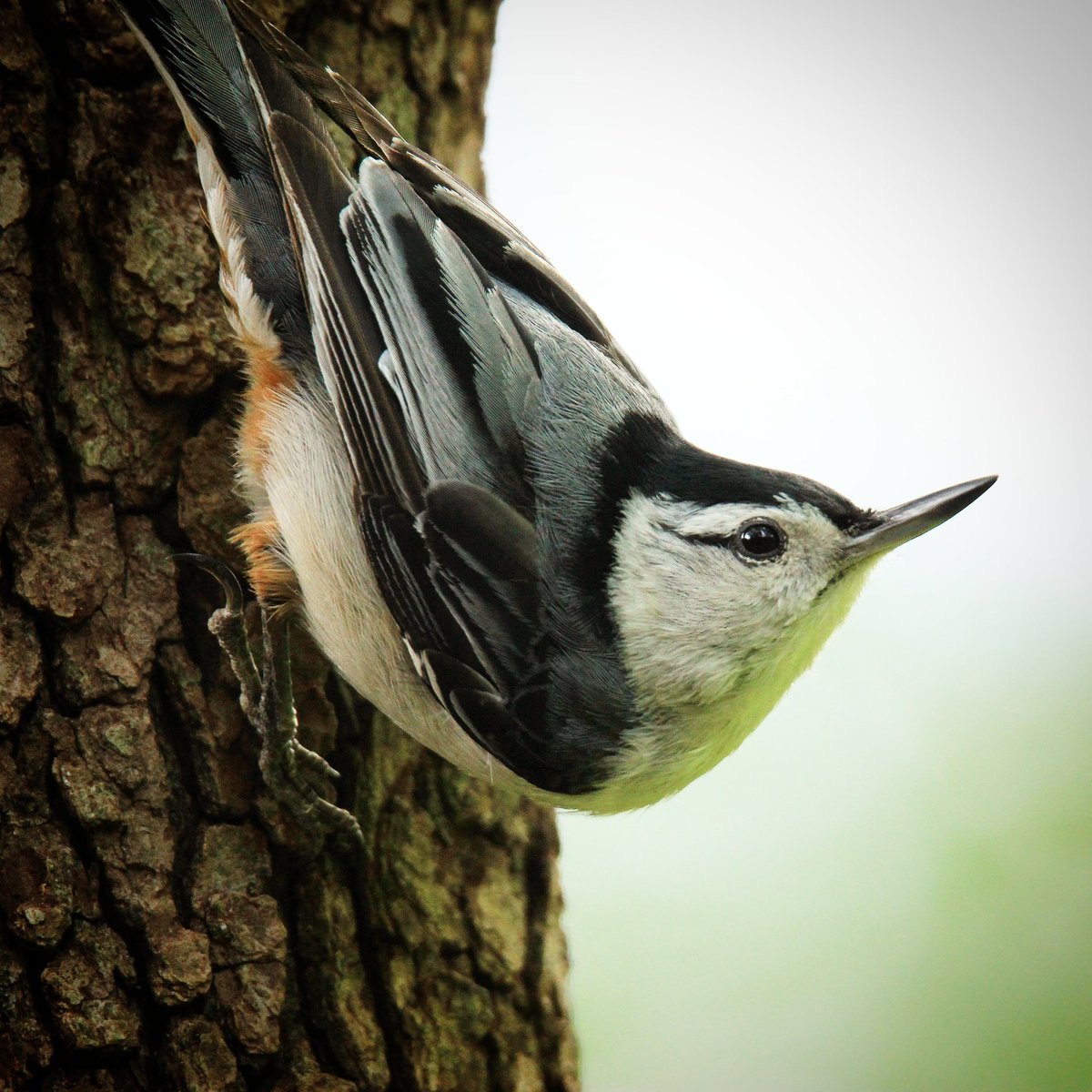 This friendly little nuthatch visited for a while...
#nuthatch #nuthatches #whitebreastednuthatch #whitebreastednuthatches #birding #ohiobirding #birder #ohiobirder #beavercreekohio #beavercreekbirding #beavercreek