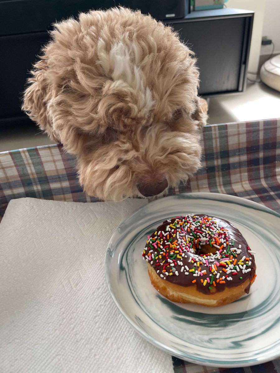 thestorymob's tweet photo. Some Mondays require more discipline than others π₯Ί #MondayMotivation #Mobpets https://t.co/xUzP8nW6Ec
