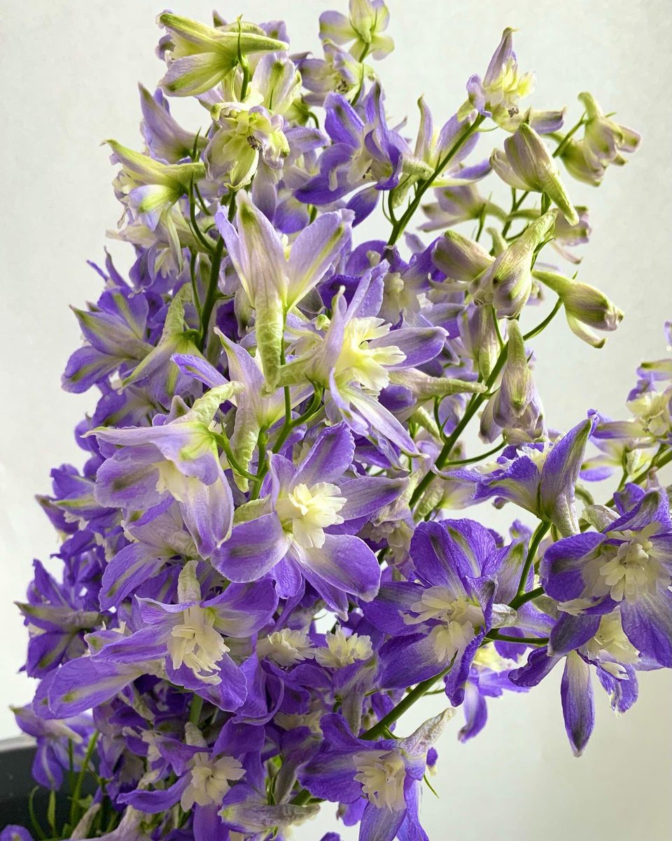 Belfiore草加瀬崎店 本日切花入荷日 今日は紫系のお花たちがたくさん入荷しました おすすめの花 デルフィニウム 青色が多いデルフィニウムですが今日は淡い青紫色で涼しげ デルフィニウム トリック ベルフィオーレ 草加 花屋 花のある暮らし Belfiore草加瀬崎店 本日切花入荷日 今日は紫系のお花たちがたくさん入荷しました おすすめの花 デルフィニウム 青色が多いデルフィニウムですが今日は淡い青紫色で涼しげ デルフィニウム トリック ベルフィオーレ 草加 花屋 花のある暮らし