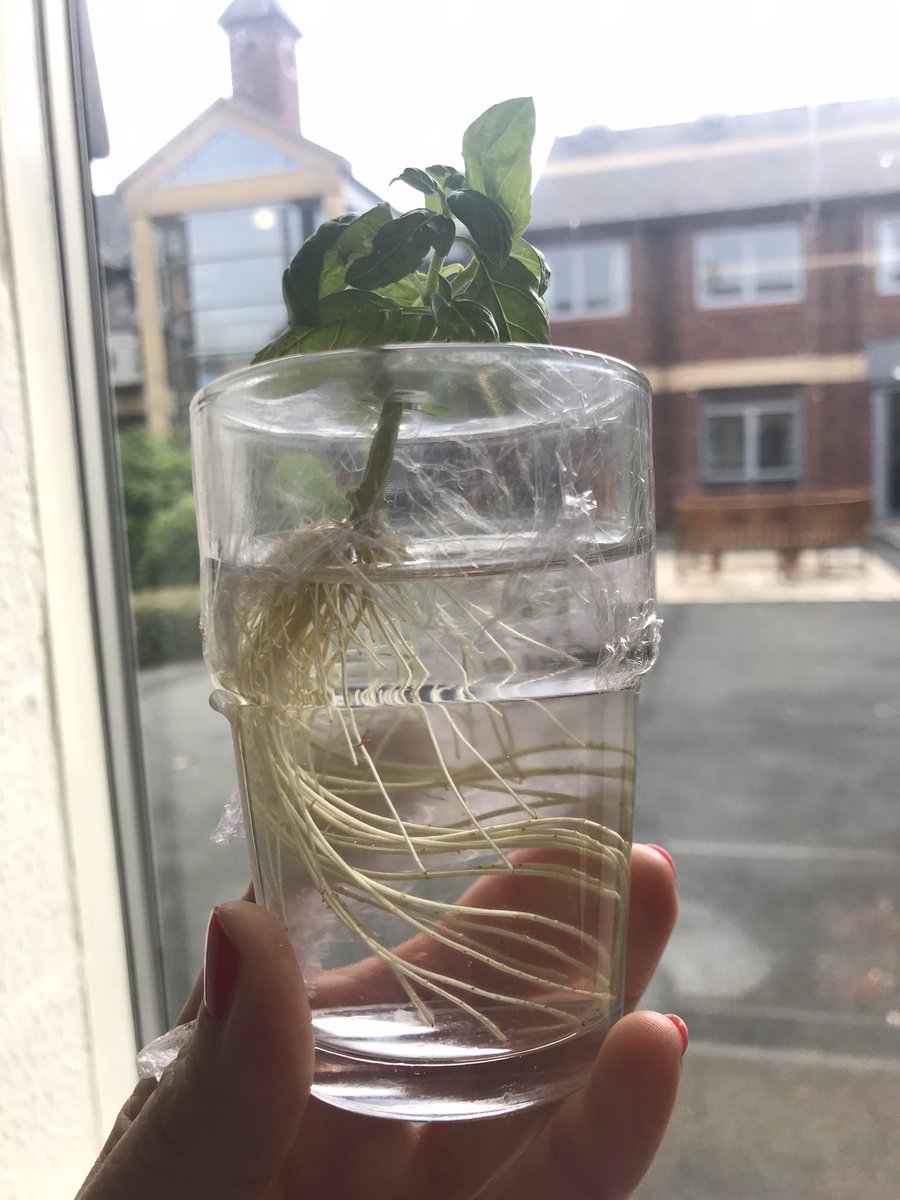 The basil roots have gone wild over half term. Time to get them into pots!