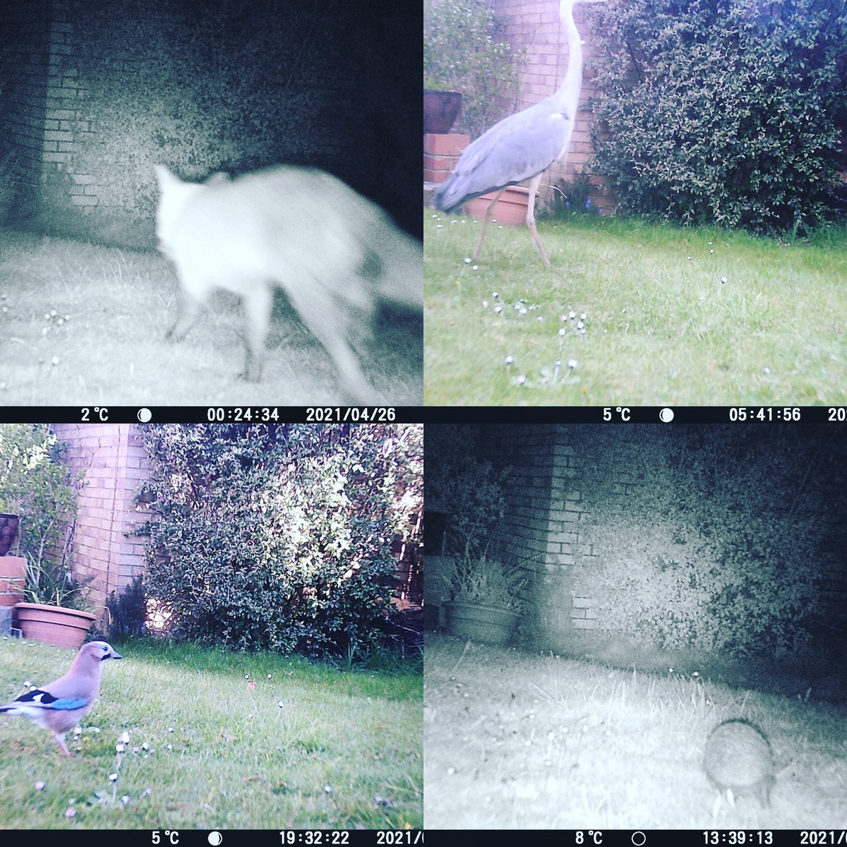 Captured some visitors to my Ingleby Barwick garden via my trail cam #naturegarden @teeswildlife