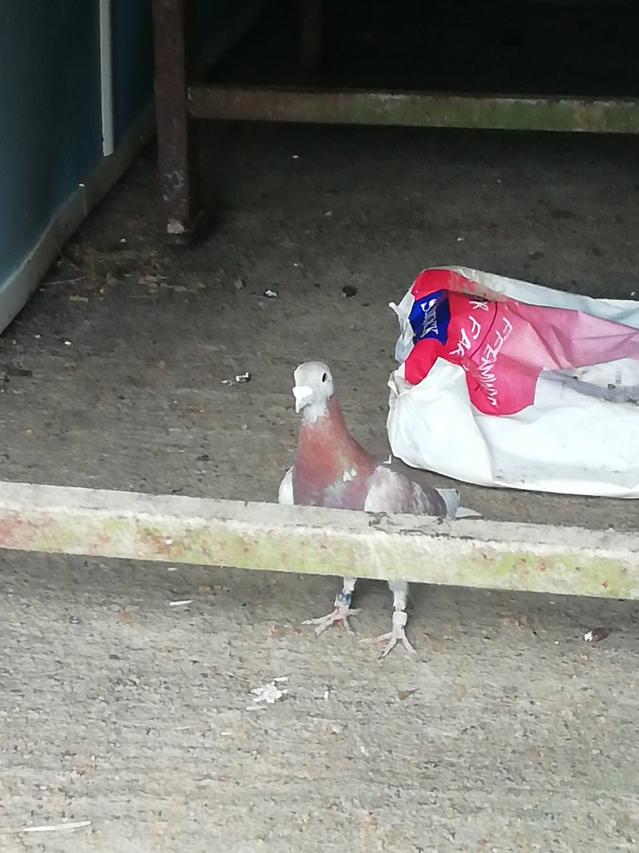 Lynn Jeffery (@lynncothivalley) on Twitter photo 