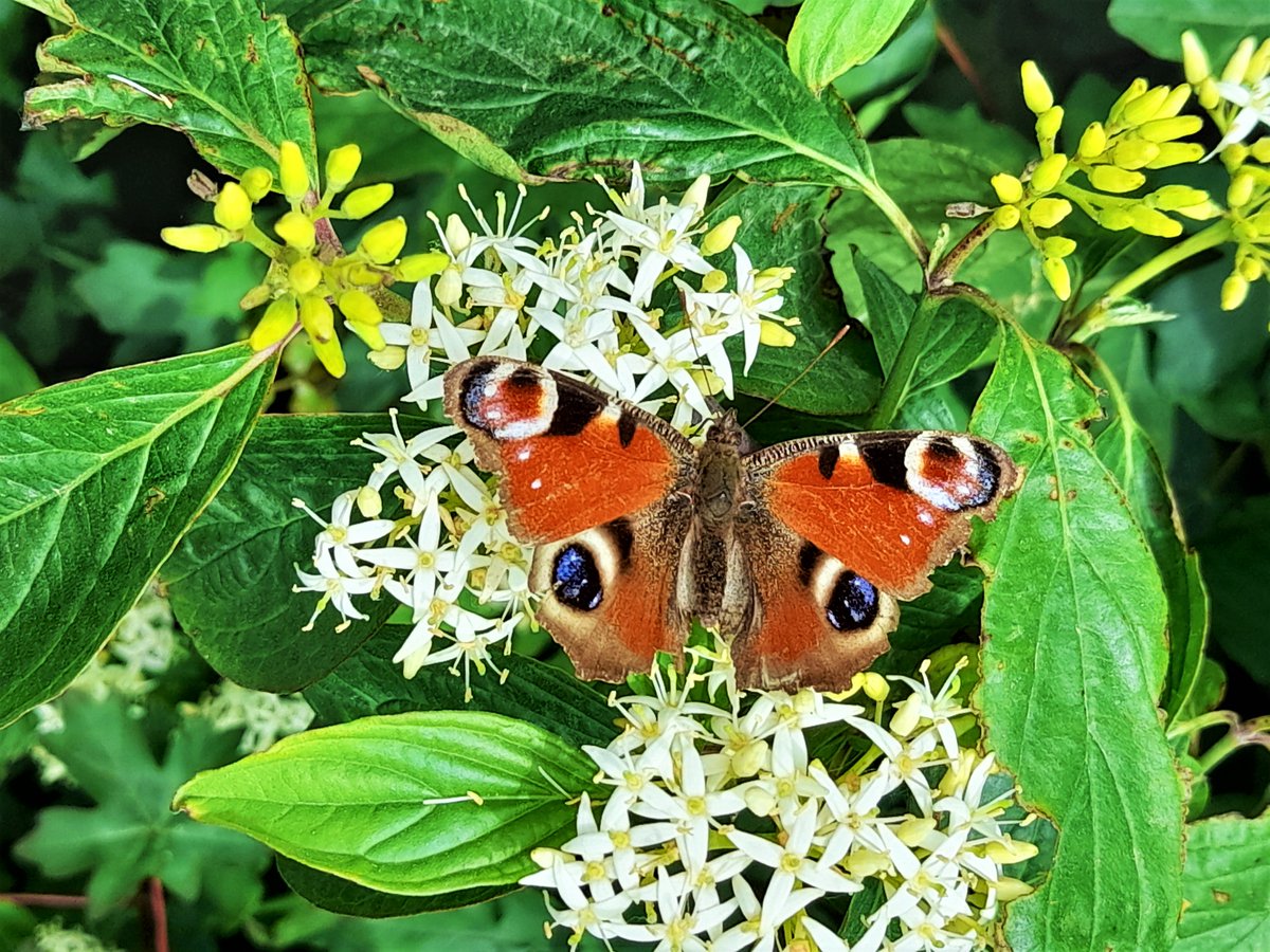 Very accommodating Peacock Butterfly on our local stroll yesterday! https://t.co/EIfKGDyHsw