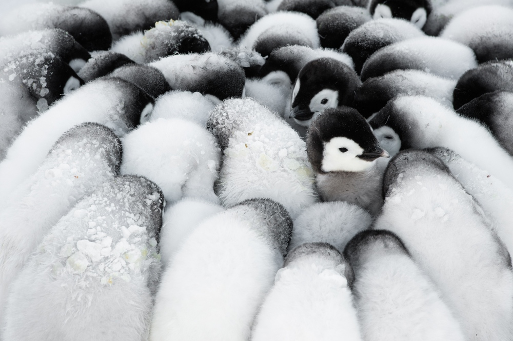 WildscreenFest's tweet photo. Stefan Christmann willl share his top tips on photographing in Antarctica and his passion for penguins at our next #NetworkWebinar on June 10. 📸
Don't miss out on this fantastic opportunity, book your ticket now 🖱️ https://t.co/nGKu0oEpwX https://t.co/2CCq9OUNJh