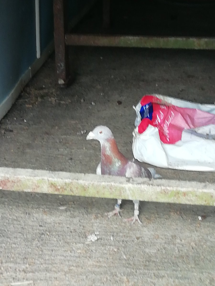 Hi all back at the loft!  I've decided to stay on for a bit in beautiful Carmarthenshire.  Farm holidays are the best.  Weather really good fir Wales, locals are friendly and plenty of good local grub.  Wish you were here, lots of love, Pidgyxx