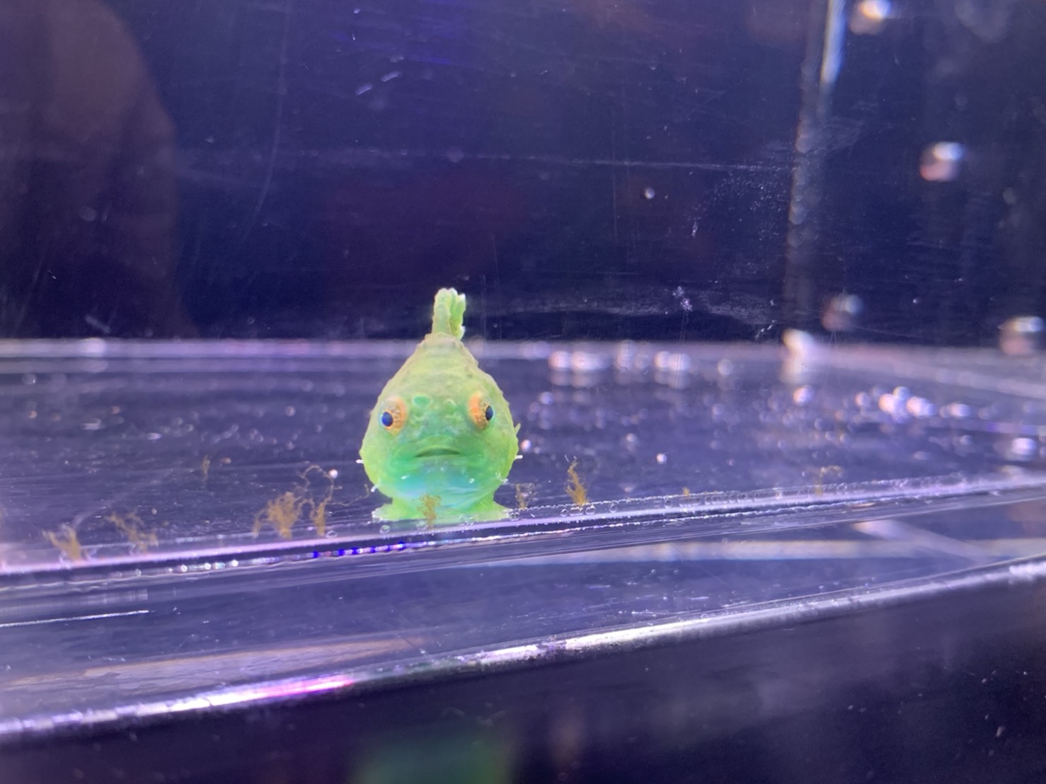 下田海中水族館 スライムではないです ダンゴウオです 下田海中水族館 静岡 下田 伊豆 水族館 スライム ではなく ダンゴウオ 魚 不意打ちの顔 Shimoda Aquarium Fish T Co Ojuhw9xckd Twitter