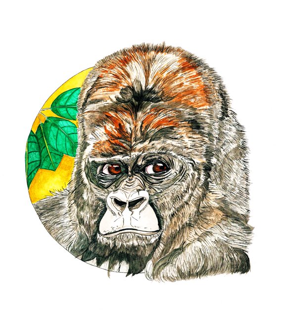 色鉛筆イラスト Gorilla Pmisurakarta Or Id