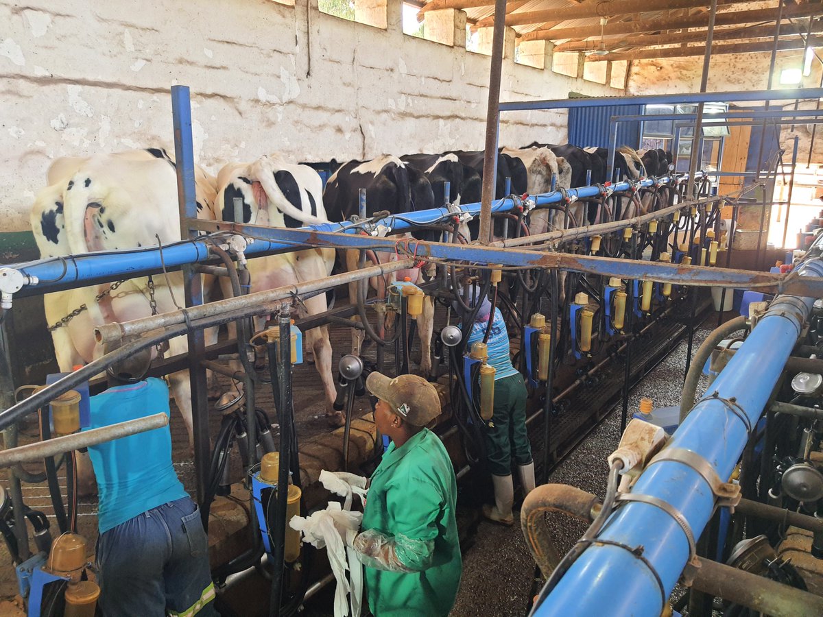 Veeplaas1's tweet photo. Die 3de produksieveiling van Ede Holsteins vind 8 Junie om 13:00 plaas. Drie bulle en 20 koeie in melk sal op die veiling beskikbaar wees. Die #boeredag met die tema ‘Die ekonomie van melkboerderye’ vind voor die #veiling om 8:00 plaas. Moooooenie dit misloop nie! https://t.co/Iif09Pepc0