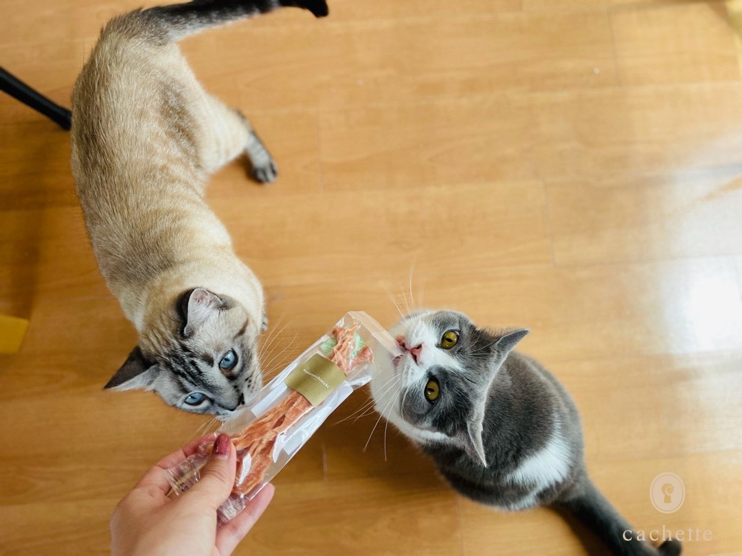 cachette_pet's tweet photo. 【Contributor's column🐱】
#山之内瑠里さん と #アアルトくん_ミースくん の記事が更新されました🐾
新商品の #フードストッカー を一足先にご紹介🐈
https://t.co/PYr6k0Skqb
#cachettepet #cat #ContributorsColumn #ALLESI https://t.co/ZBKDiUu2Gl